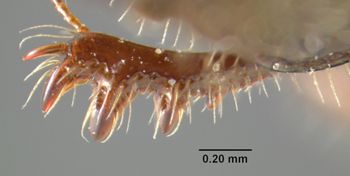 Media type: image;   Entomology 34130 Aspect: front tibia